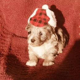Aussiedoodle and Bordoodle Puppies from Sugar Doodles