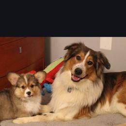 Pembroke Welsh Corgi Puppies from Rhone River Farm Pembroke Welsh Corgis