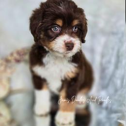 Sherwood - Red tri-color female Aussiedoodle puppy in Cleveland, Georgia from Jam's Doodles And Poodles