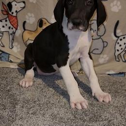Vega - Mantle female Great Dane puppy in Walker, Louisiana from La Rebel Danes