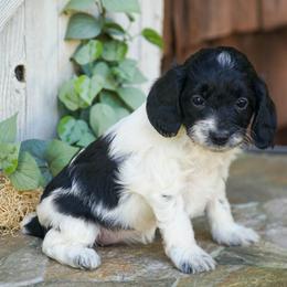Bella - Black and white female Cockapoo puppy in Seattle, Washington from Sweet Home Doodles