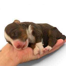 Girl 3 - Tri-color female Bernedoodle puppy in Wamego, Kansas from Doodles of Oz