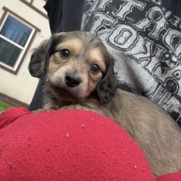 3rd Born Shaded Cream - Cream male Dachshund puppy in Rochester, Washington from Curtiss Dachshunds