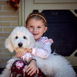 Bernedoodle and Goldendoodle Puppies from Dawg'on Doodles