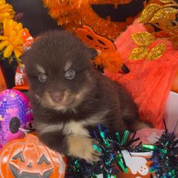 Flint - Chocolate male Pomsky puppy in Spring Hill, Florida from PDQ Pomskies