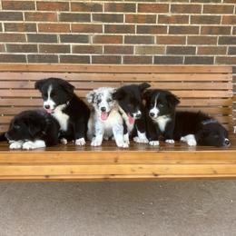 Border Collie Puppies from SoCal/Promise Land Border Collies