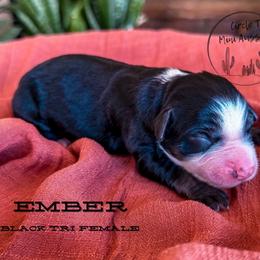Girl 4 - Black tri female Miniature Australian Shepherd puppy in Apache Junction, Arizona from Circle T Mini Aussies