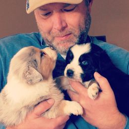 Australian Shepherd Puppies from Peacock’s Pride Australian Shepherds