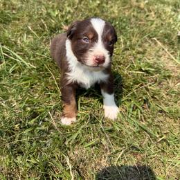 Rusty - Red tri-color male Australian Shepherd puppy in Otis, Oregon from Heritage Hill Aussies