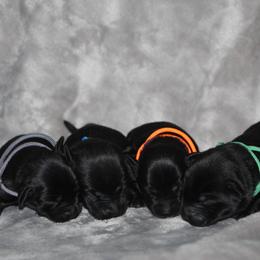 Boy 1 - Black male Labrador Retriever puppy in Four Oaks, North Carolina from TLC Retrievers