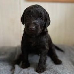 Labradoodles from Tellico Doodles