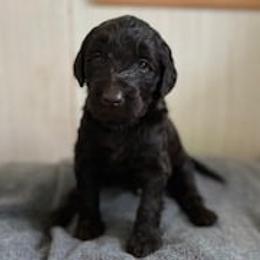 Labradoodles from Tellico Doodles
