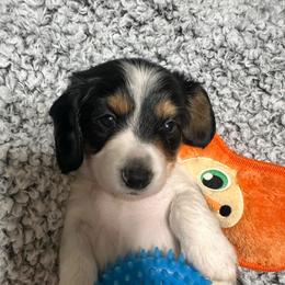 Cowboy - Piebald male Dachshund puppy in Oscoda, Michigan from Northland Dachshunds