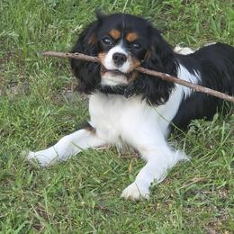 Rory - Cavalier King Charles Spaniel