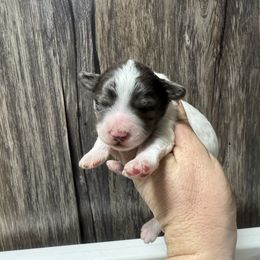 Donald - Parti male Goldendoodle puppy in Etna, California from SRS Goldendoodles