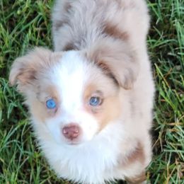 Australian Shepherds, Miniature Australian Shepherds, Pembroke Welsh Corgis, and Toy Australian Shepherds from Tin Roof Aussies