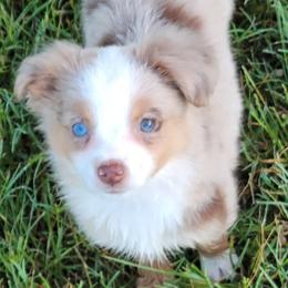 Australian Shepherds, Miniature Australian Shepherds, Pembroke Welsh Corgis, and Toy Australian Shepherds from Tin Roof Aussies
