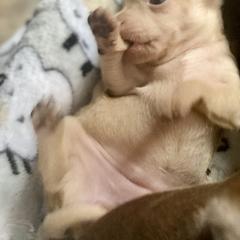 Prague Ratter Puppies from North Star Gem’s Prague Ratters