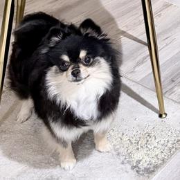 Pomeranians from PawshPupsByNikki