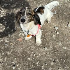 Moo - Dachshund