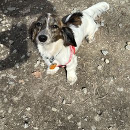 Moo - Dachshund
