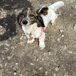 Moo - Dachshund