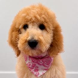 Sierra - Yellow and white female Bernedoodle puppy in Yarnell, Arizona from Boulder Mountain Doodles
