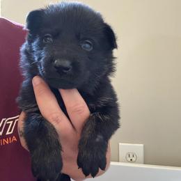 Orchid - Bi-color female German Shepherd puppy in Salem, Virginia from Vom Kylohaus German Shepherds