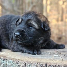 Third Pick Female - Sable female German Shepherd puppy in Louisburg, North Carolina from Raven Oak's Shepherds & Dachshunds