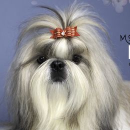Sida - Shih Tzu