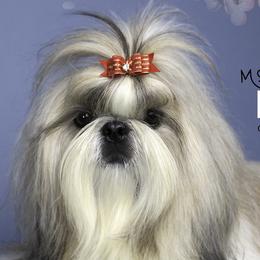 Sida - Shih Tzu