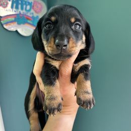 Dachshund Puppies from Memaw’s Minis Babies Doxies