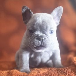 White Collar Girl - Blue female French Bulldog puppy in Burleson, Texas from Diamond Deluxx Frenchies