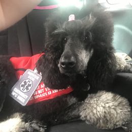Poodles from Khaos Kennels WV