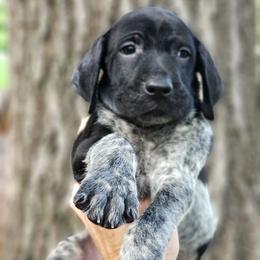 German Shorthaired Pointers from Saluda River Kennels, LLC