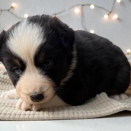 Keeper 2 - Black tri-color female Australian Shepherd puppy in Statesville, North Carolina from Charming Australian Shepherds