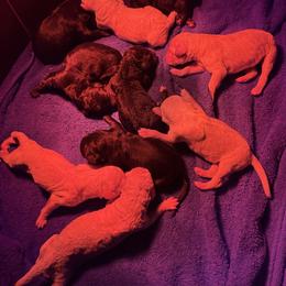 Boy 2 - Black male Poodle puppy in Petal, Mississippi from Petal Poodles