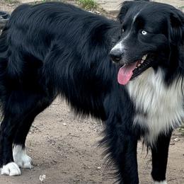 Hades - Australian Shepherd