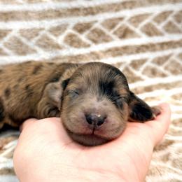 Bumbles - Dapple male Dachshund puppy in Southwest Ranches, Florida from Breezy Florida Dachshunds