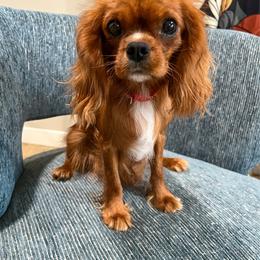 Rose - Cavalier King Charles Spaniel