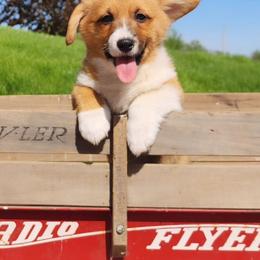 Robin - Red male Pembroke Welsh Corgi puppy in Pine Village, Indiana from NL Horsemanship