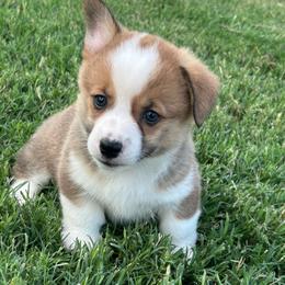 Girl 1 - White and fawn female Pembroke Welsh Corgi puppy in Honey Grove, Texas from JK Ranch Corgis