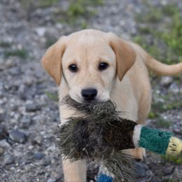 Max - Yellow male Labrador Retriever puppy in Gober, Texas from Trigger Time Kennels