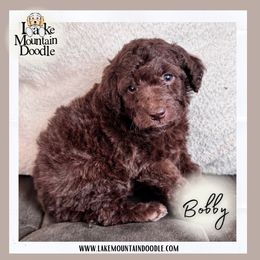 Bobby - Chocolate male Double Doodle puppy in Eagle Mountain, Utah from Lake Mountain Doodle