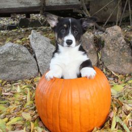 Vidia (2200) - Black and white female American Corgi puppy in Valley, Washington from Corgis of the Mountain Valley