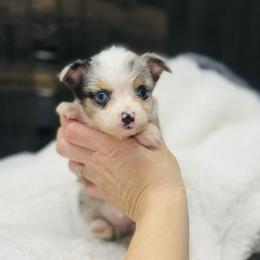 Penny - Blue merle female Toy Australian Shepherd puppy in Garvin, Oklahoma from Hochatown Awesome Aussies
