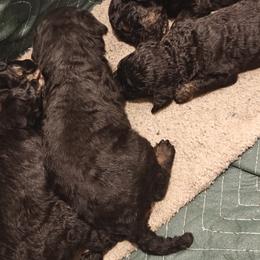 Poodle Puppies from Hatch & Homestead LLC