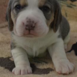 Las Vega Ikon - Blue tan and white male Beagle puppy in Spring Creek, Nevada from Badland Kennel