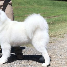 Samoyeds from Easter’s Dogwood Acres