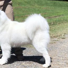 Samoyeds from Easter’s Dogwood Acres